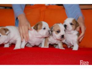 ENGLISH BULLDOG PUPPIES FOR GOOD HOME