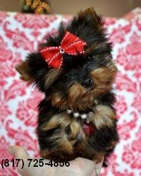 Teacup Yorkie / Yorkshire Terrier 11 wk-18 oz M !!!