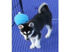 White and Black Siberian Husky Puppies