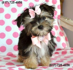 Purebred Yorkshire Terrier (Yorkie) puppies