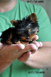 AKC Tiny Teacup Yorkie Puppy!