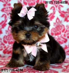 Dream Teacup Yorkie Puppy