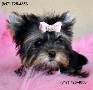 Teacup Yorkie / Yorkshire Terrier 10wk-16oz M !