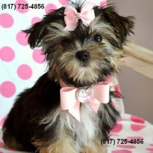 Teacup Yorkshire Terrier Puppy!