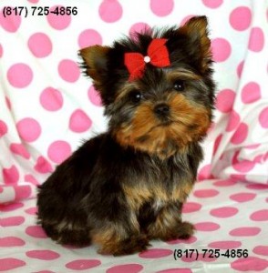 Yorkshire Terrier Puppies