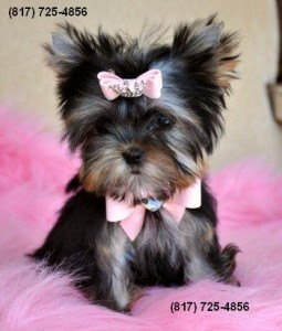 Yorkshire Terrier Teacup