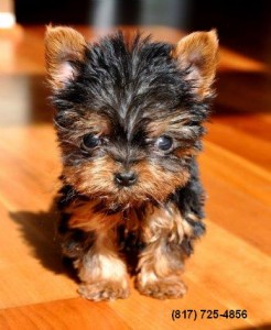 TINY YORKIE!