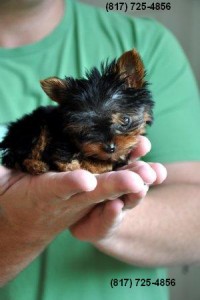 Teacup Yorkie