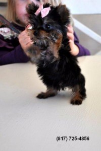 Tiny Toy Yorkshire Terrier Male Puppy
