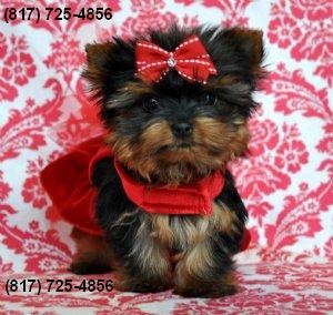 Cute Yorkie Pups!