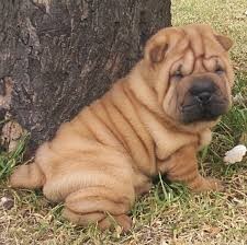 Wrinkled Chinese Shar-Pei Male &amp; Female Puppies $789-PLus