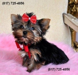 Cute Yorkshire Terrier Puppies - 11 weeks old