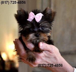 Tiny Yorkie Female, 10 Weeks Old