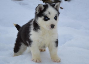 Healthy Siberian Husky Puppies