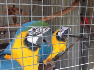 Pair of Blue &amp; Gold Macaws (Price Reduced)