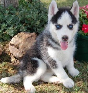 Siberian Husky with Blue Eyes