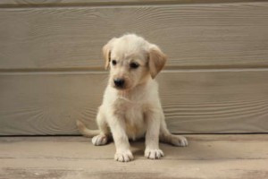 Awesome Labrador Retriever Pups