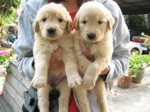 Wonderful Labrador Retriever Pups  for Sale
