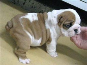 English Bulldog Puppy