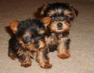 Yorkie Puppies for Adoption