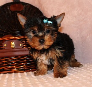 Chocolate and Gold Teacup Yorkie Puppy