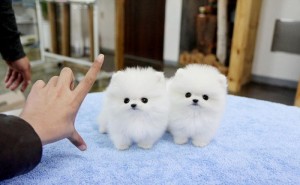 Two Stunning Pomeranian Puppies for Adoption