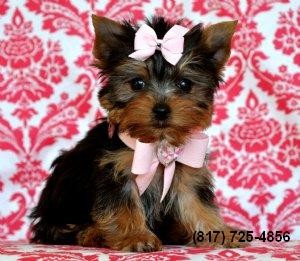 Home-raised Teacup Yorkie Puppies