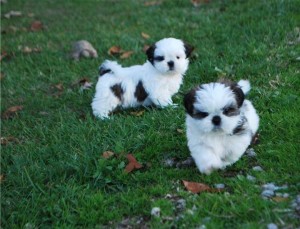 Shih-Tzu puppies