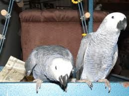 18 months old African Grey Parrots