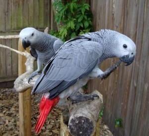 Two African Grey Parrots for Adoption