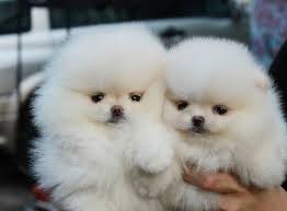 Pomeranian Puppies for Sale