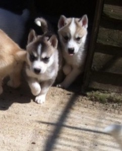 Stunning Siberian Husky Puppies for Adoption