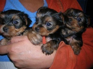 Adorable Tiny Yorkie Puppies