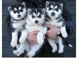 Siberian Huskies for Adoptioin