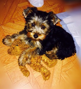 Yorkie Puppy For Sale