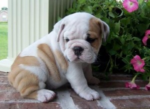 Beautiful English Bulldog