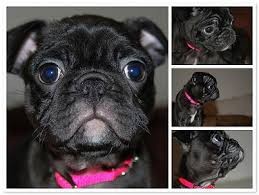 Pug Pups On Sale