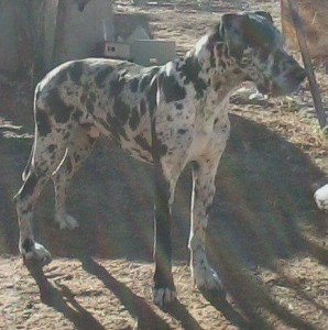 AKC Harlequin Great Dane  For Stud