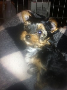 Purebred Yorkies