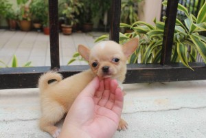 Excellent Chihuahua Puppies