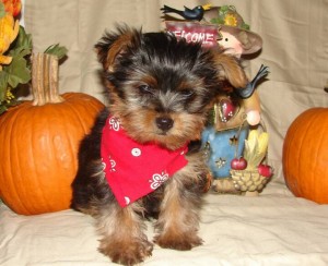 Jovial Yorkie Puppies for Sale!