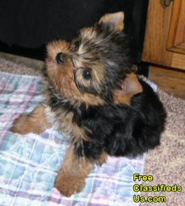 Male and Female Yorkie Puppies for Adoption