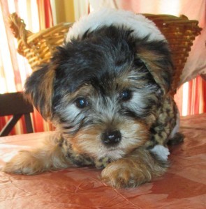 Beautiful T-cup Yorkie