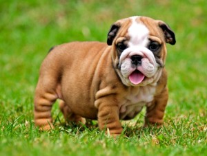 English Bulldog Puppy for Free Adoption.