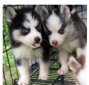 Beautiful Siberian Husky Puppies!