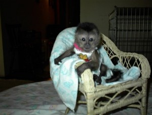 6 Months Old Female Monkey