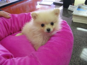 White Pomeranian Puppies