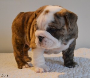 Registered English Bulldog Pups