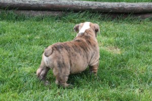 Stunning English Bulldog Puppies Available