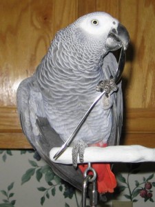 Tamed African Grey With Big Cage